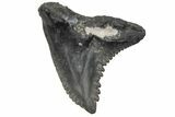 Snaggletooth Shark (Hemipristis) Tooth - South Carolina #211672-1